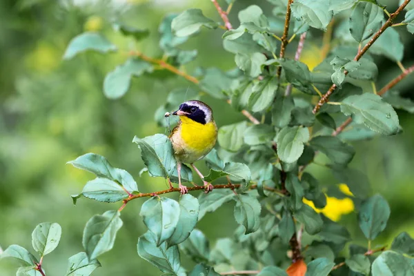 Gemensamma Yellowthroat Quebec Kanada. — Stockfoto