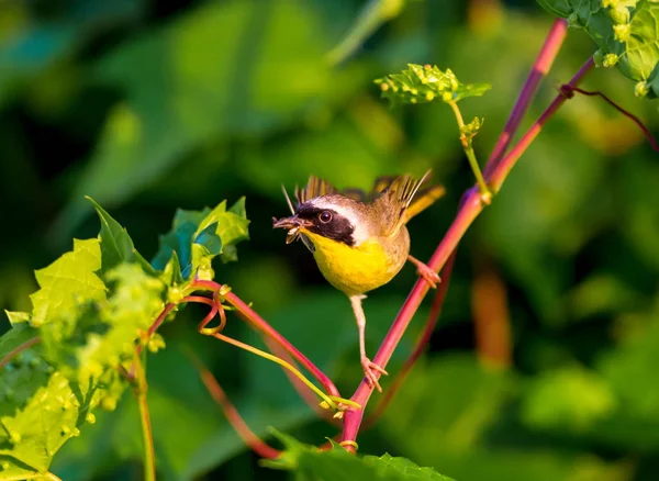 Közös Yellowthroat Quebec Kanada. — Stock Fotó