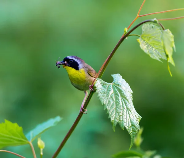 Közös Yellowthroat Quebec Kanada. — Stock Fotó