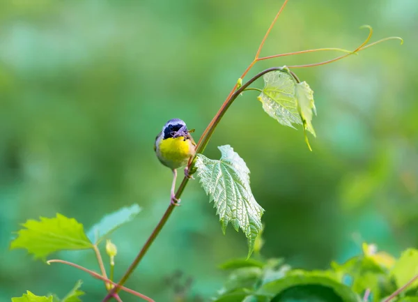 Gemensamma Yellowthroat Quebec Kanada. — Stockfoto