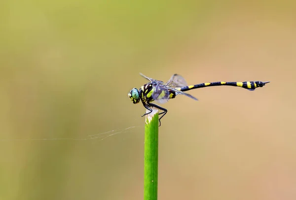 Golden Ringed Dragonfly. — Stock Photo, Image