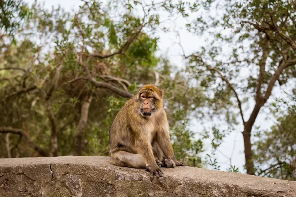Barbary Macaque on the rock of Gibralta.