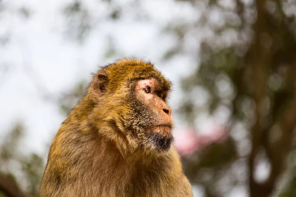 Barbary Macaque on the rock of Gibralta. — Stock Photo, Image