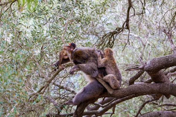 Barbary Macaque on the rock of Gibralta.