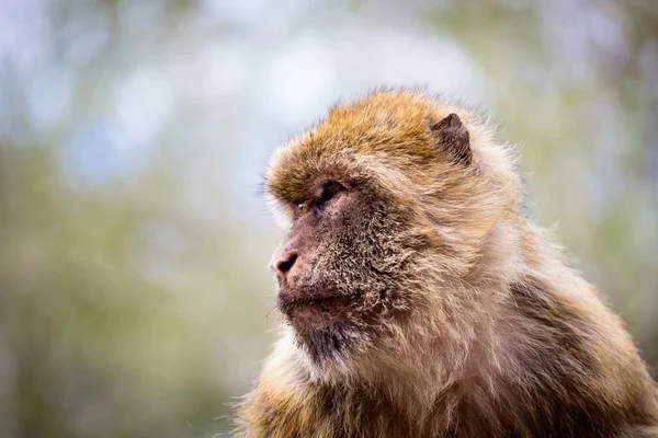 Barbary Macaque on the rock of Gibralta.