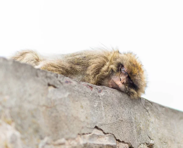 Barbary Macaque on the rock of Gibralta. — Stock Photo, Image