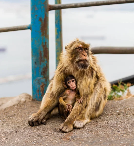 Macaco-bárbaro na rocha de Gibralta . — Fotografia de Stock