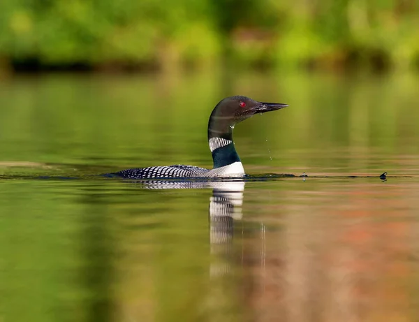 Společný Loon, Quebec Kanada. — Stock fotografie