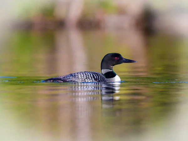 Gemeiner Seetaucher, Quebec canada. — Stockfoto