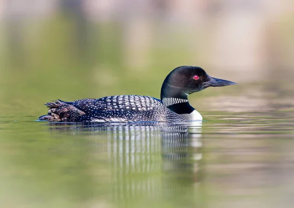 Ortak Loon, Quebec Kanada.