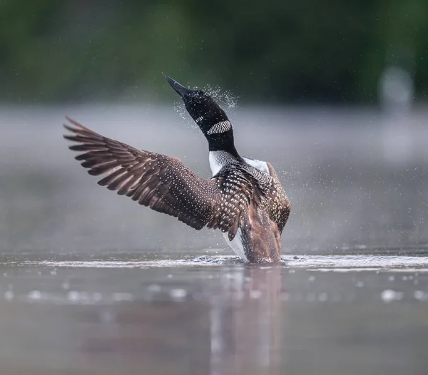 Common Loon, Quebec Canadá . — Fotografia de Stock