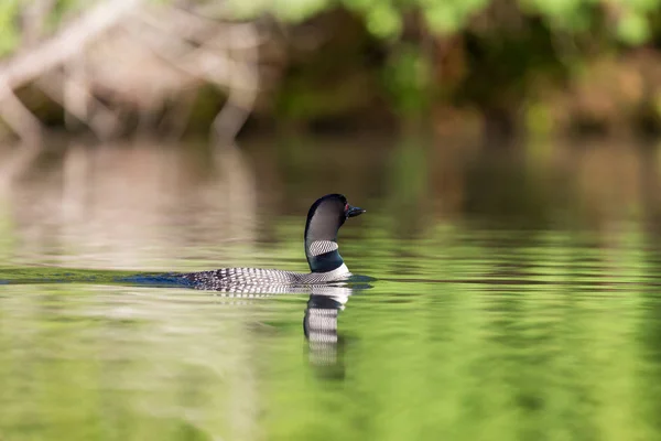 Common Loon, Quebec Canadá . — Fotografia de Stock