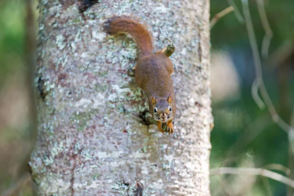 Esquilo Vermelho em uma floresta Boreal Quebec Canadá . — Fotografia de Stock