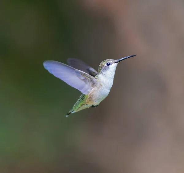 Ruby Throated hummingbird Female. — Stock Photo, Image