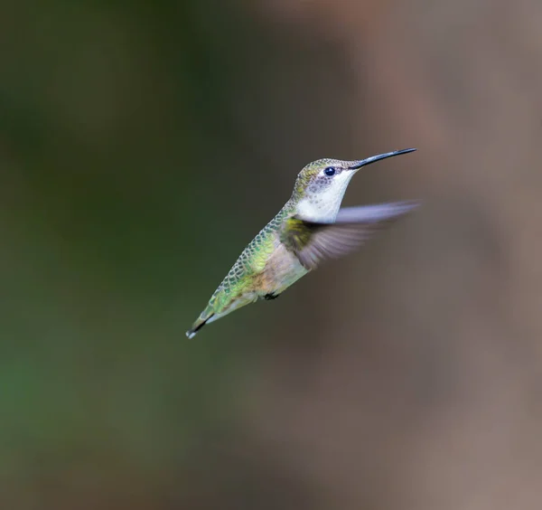 Ruby throated hummingbird kobiece. — Zdjęcie stockowe