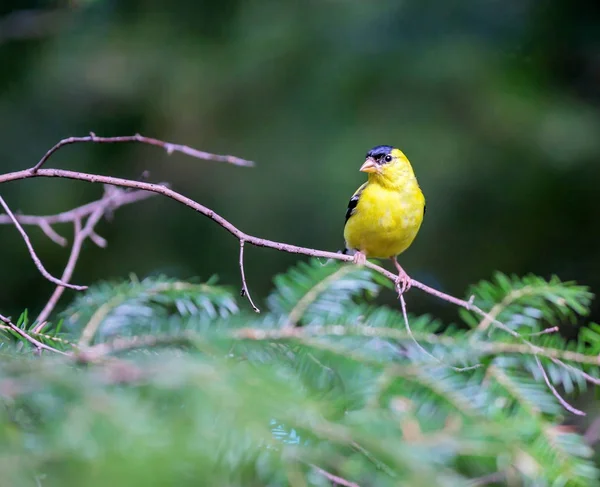 Americano goldfinch masculino . — Fotografia de Stock