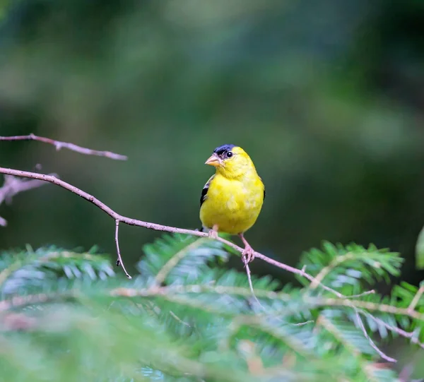 Cardellino americano Maschio . — Foto Stock