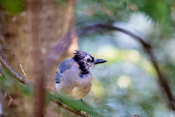 Roselin Pourpre Femelle Mâle Cet Oiseau Qui Été Décrit Comme — Photo