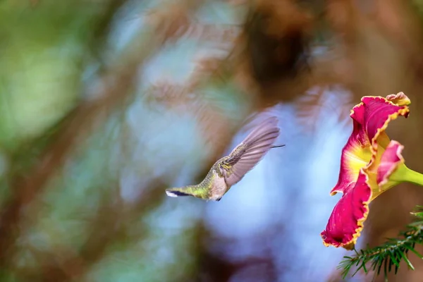Ruby throated hummingbird kobiece. — Zdjęcie stockowe