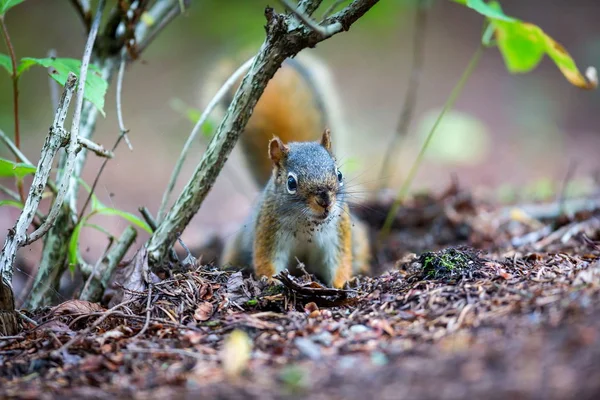 Red Squirrel in a Boreal forest Quebec Canada.