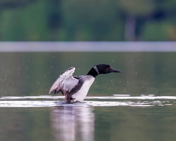 Gemeenschappelijke Loon, Quebec Canada. — Stockfoto