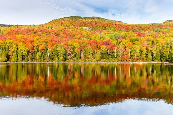 Daun musim gugur di Quebec Utara, Kanada . — Stok Foto