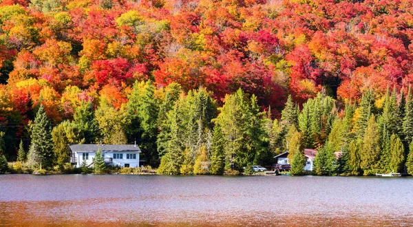 Kuzey Quebec, Kanada'da sonbahar yaprakları.