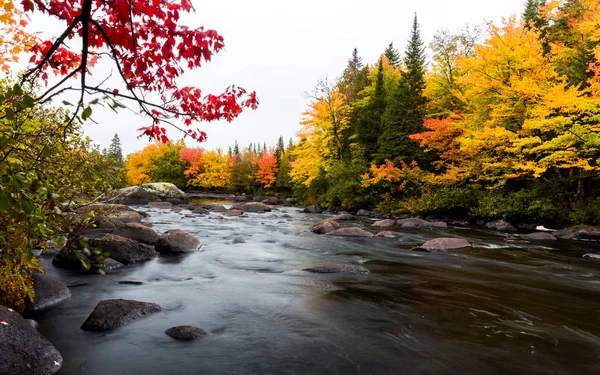 Jesienne liście, w północnej prowincji Quebec, w Kanadzie. — Zdjęcie stockowe