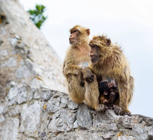 Barbary Macaque on the rock of Gibralta. Royalty Free Stock Photos