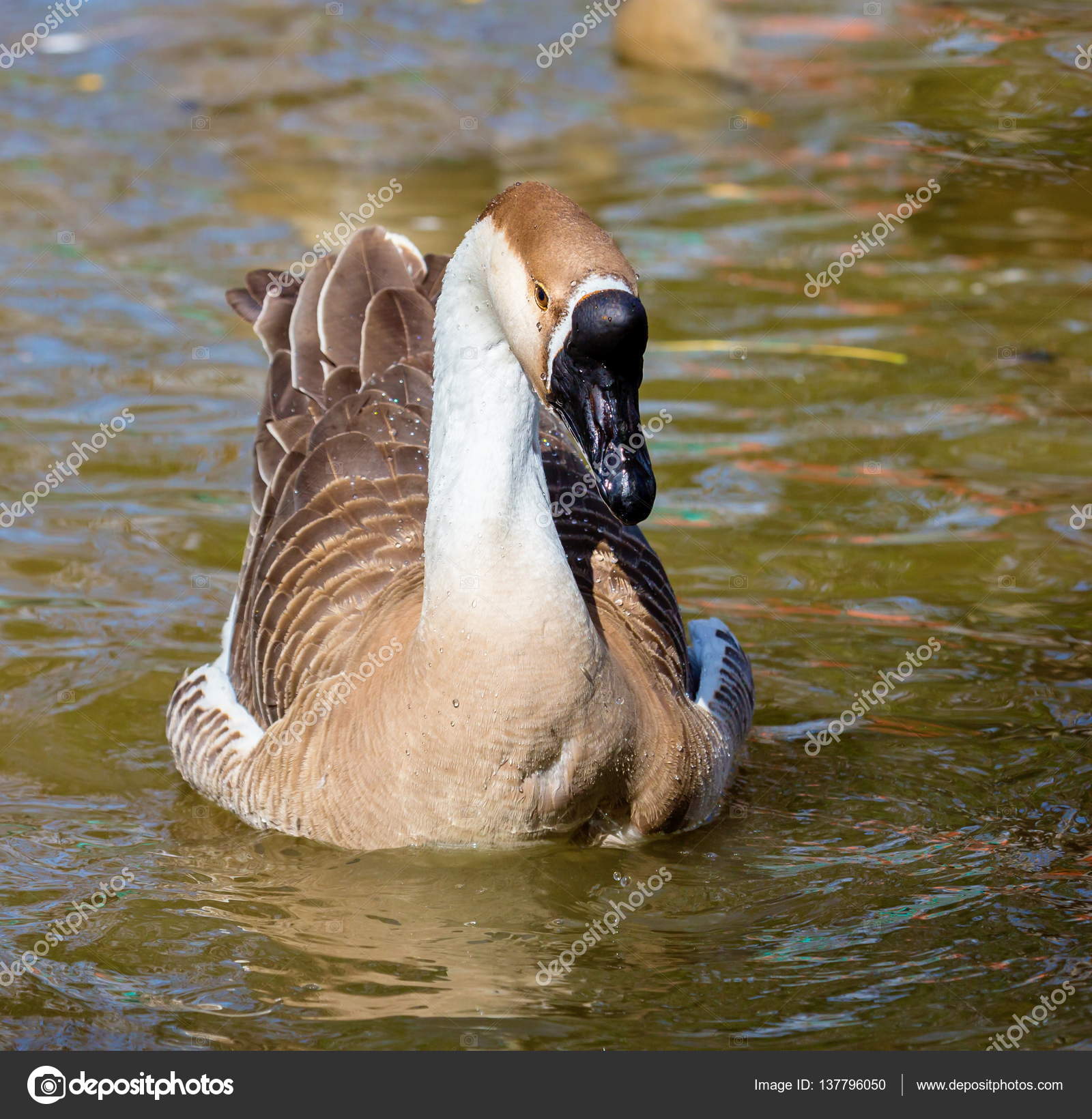 Canada Goose Quebec City 91402 | ppgbbe.intranet.biologia.ufrj.br