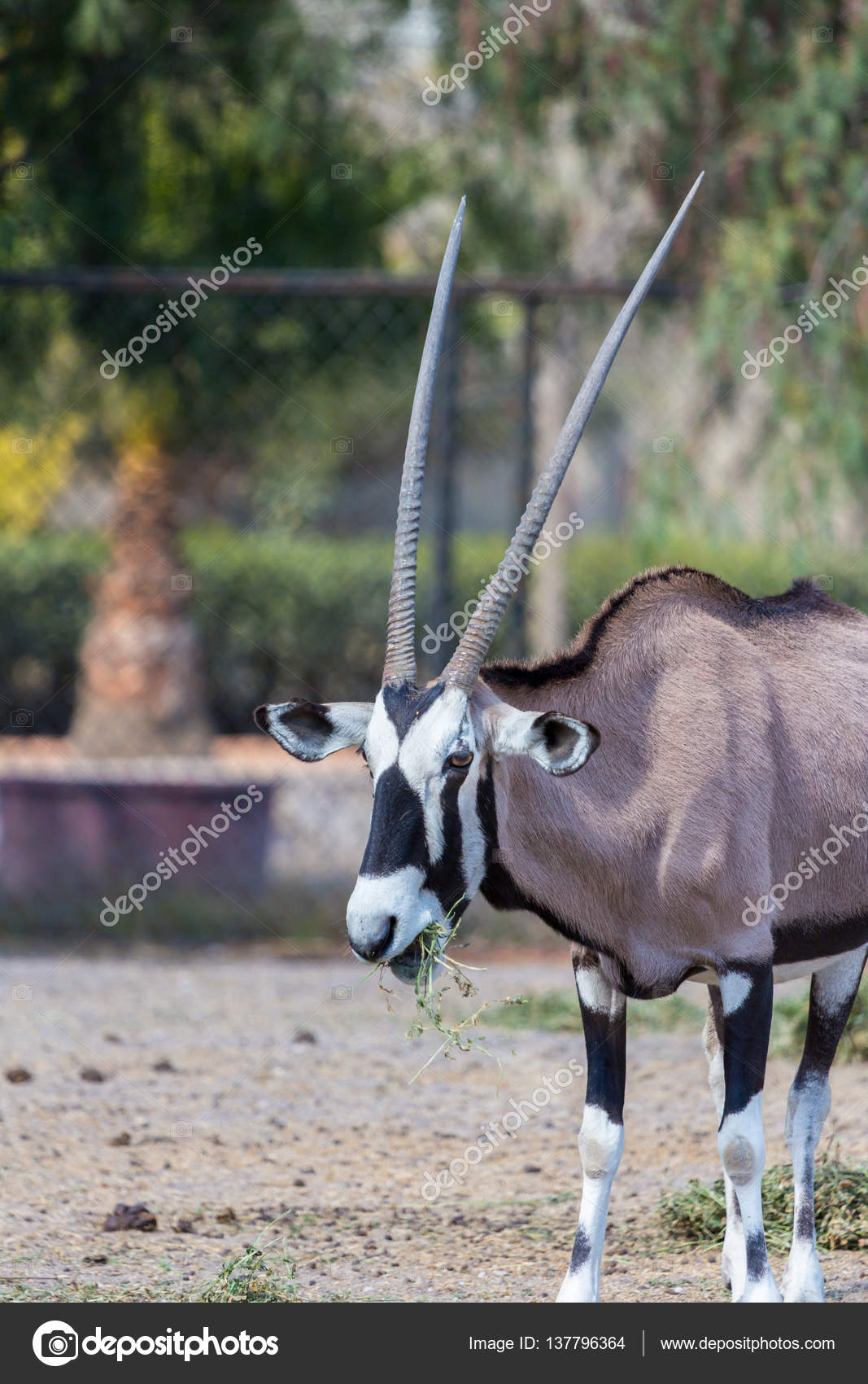 Cropped Photo Gemsbuck Nature Reserve Stock Photo 2667471667 | Shutterstock, image size:1067x1700