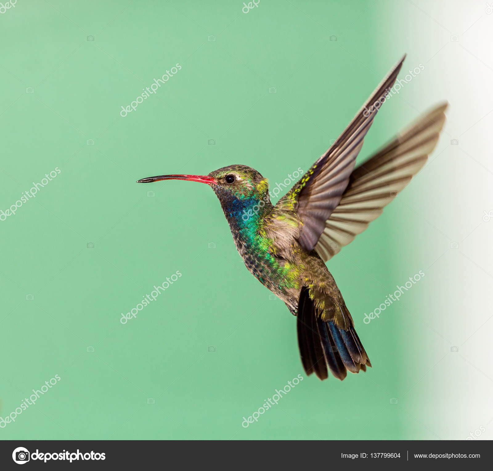 Colibri A Bec Large Image Libre De Droit Par Campbell2 Sympatico Ca C