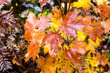 Autumnn renkler Kuzey Quebec, Kanada.
