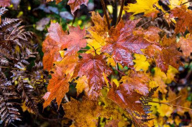 Autumnn renkler Kuzey Quebec, Kanada.