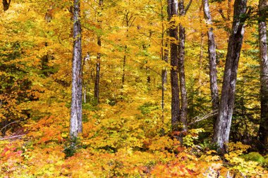 Autumnn renkler Kuzey Quebec, Kanada.