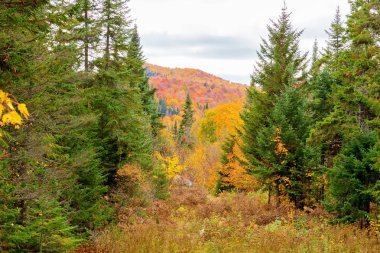Autumnn renkler Kuzey Quebec, Kanada.