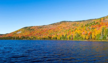 Autumnn renkler Kuzey Quebec, Kanada.