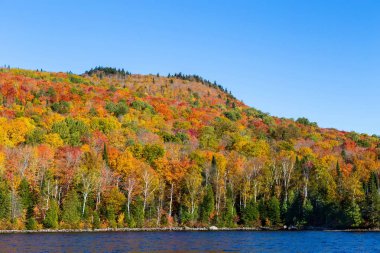 Autumnn renkler Kuzey Quebec, Kanada.