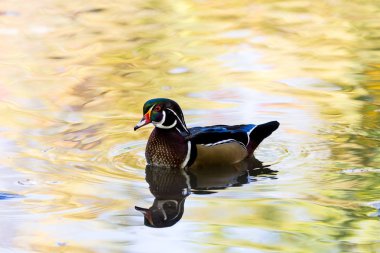 Carolina ahşap ördek