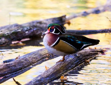 Carolina ahşap ördek