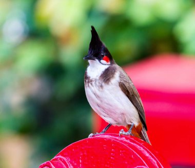 Kırmızı Wiskered Bulbul.