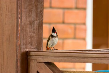 Kırmızı Wiskered Bulbul.