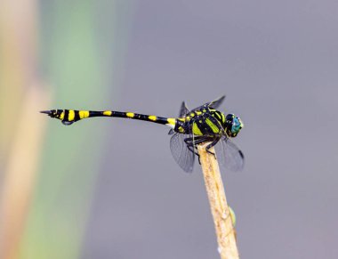 Altın yusufçuk halkalı.
