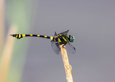 Altın yusufçuk halkalı.