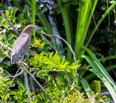 Gece balıkçılları orta büyüklükteki balıkçıllardır. Bu kuşların büyük oranda gece beslenme alışkanlıklarına ve en iyi bilinen tür olan siyah balıkçıl kuşunun vıraklayan karga benzeri sesine atıfta bulunurlar.