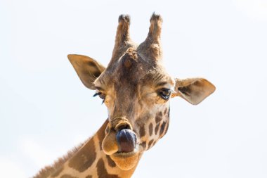 Bir zürafa portresi. Burada açıkça onun boynuzları ve iri gözlü ve tipik zürafa desen görebilirsiniz.