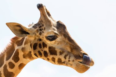 Zürafa Afrika ovalarında üzerinden.