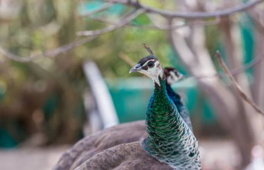 Tavus kuşu veya Hint tavuskuşu.