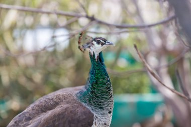 Tavus kuşu veya Hint tavuskuşu.
