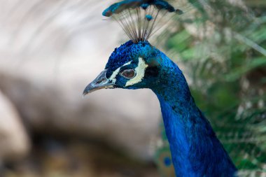 Tavus kuşu veya Hint tavuskuşu.